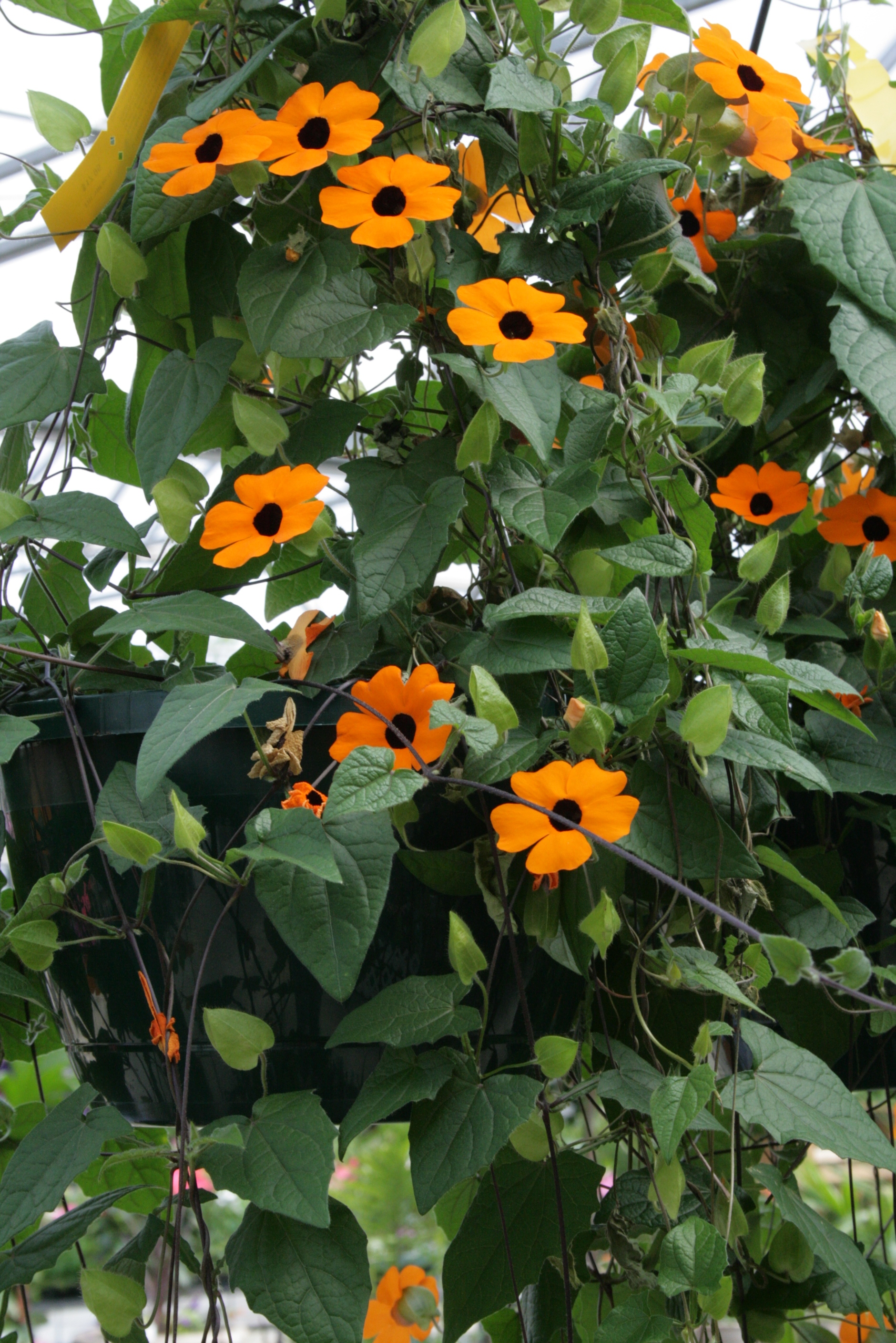 blackeyedsusan.gif