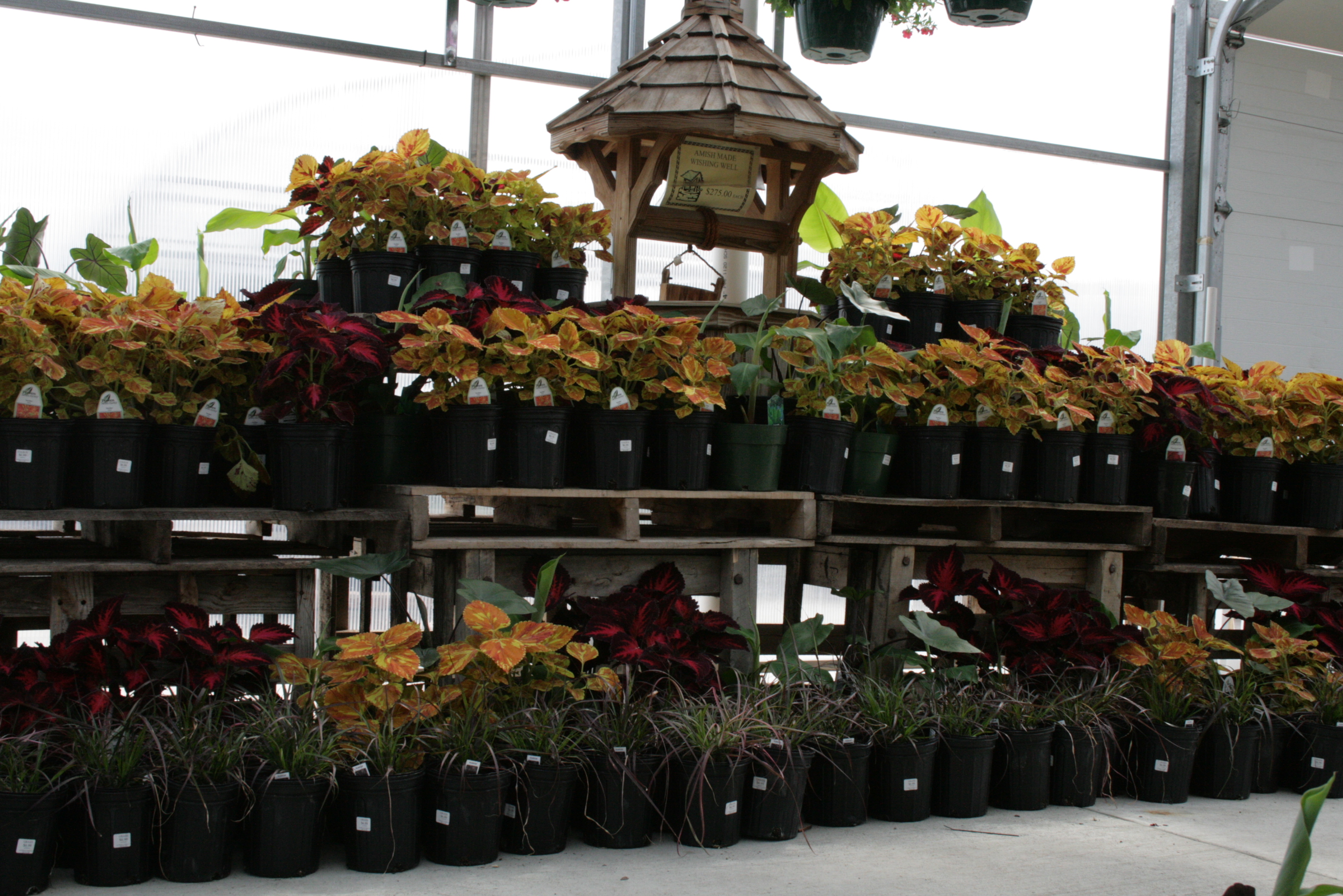coleus.jpg