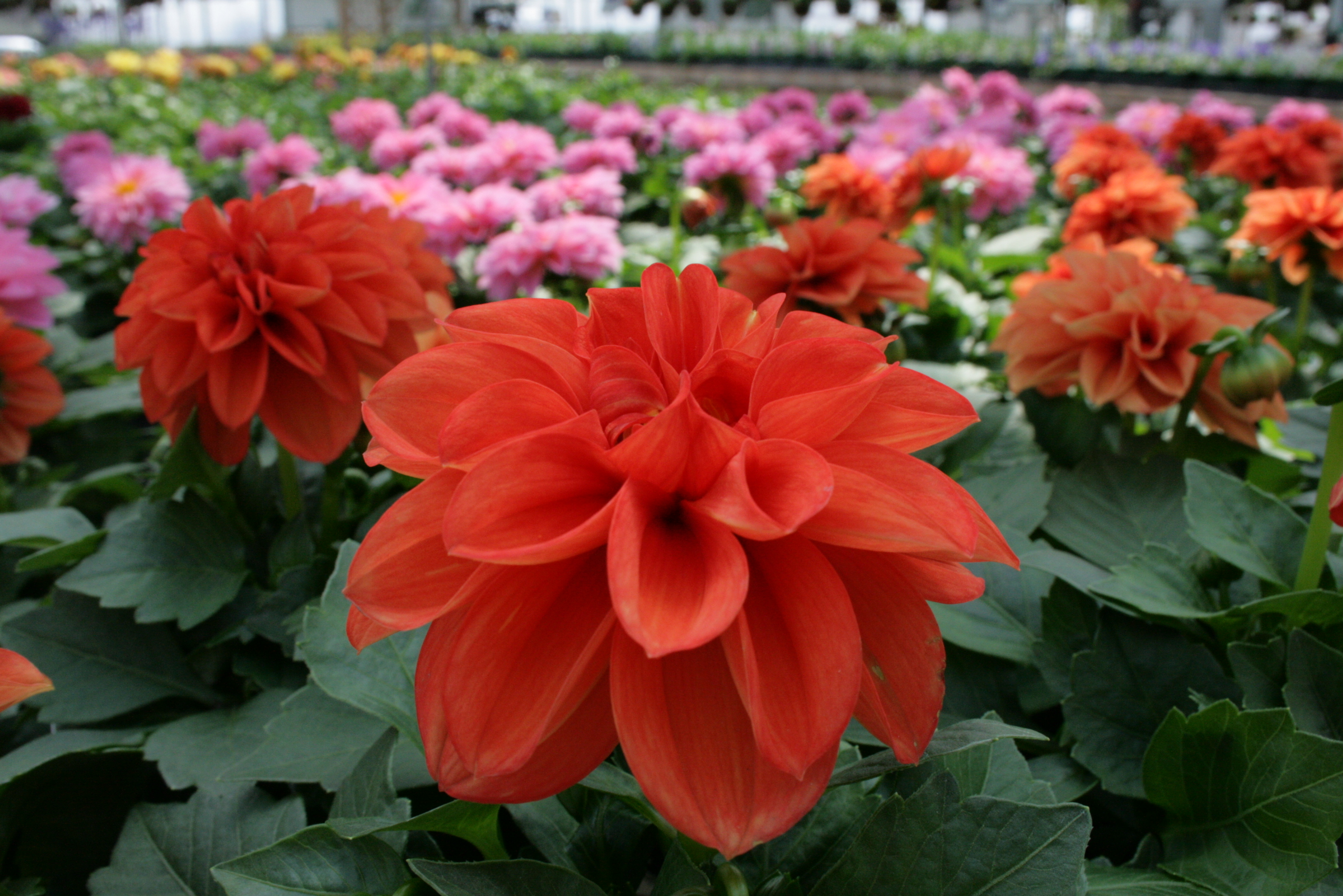 dahlia.gif