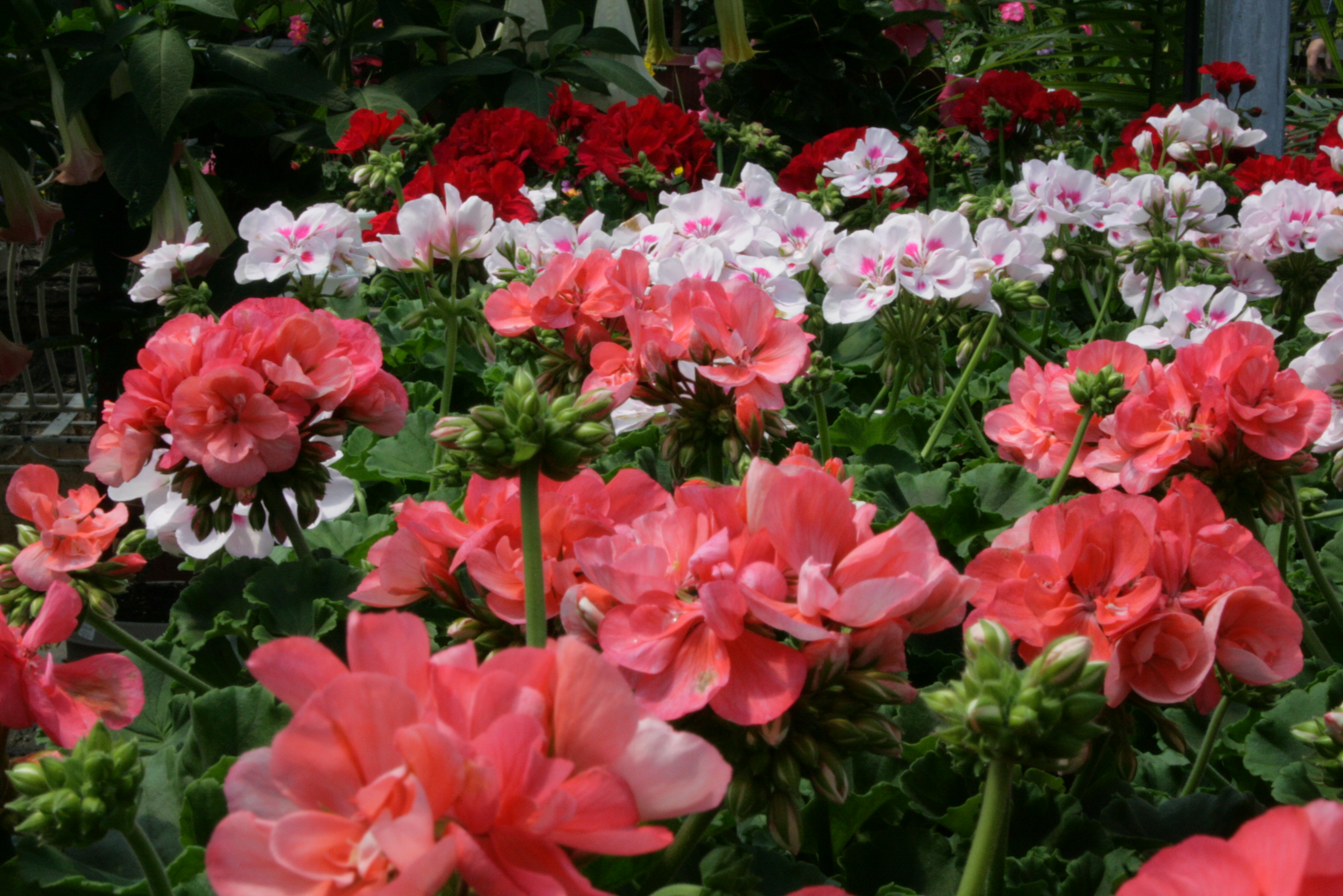 geraniums.gif