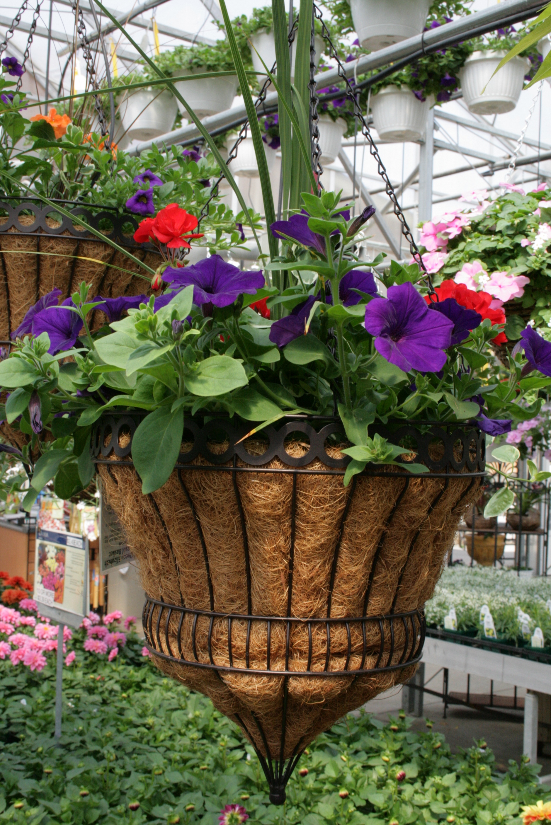 hangingbasket.gif