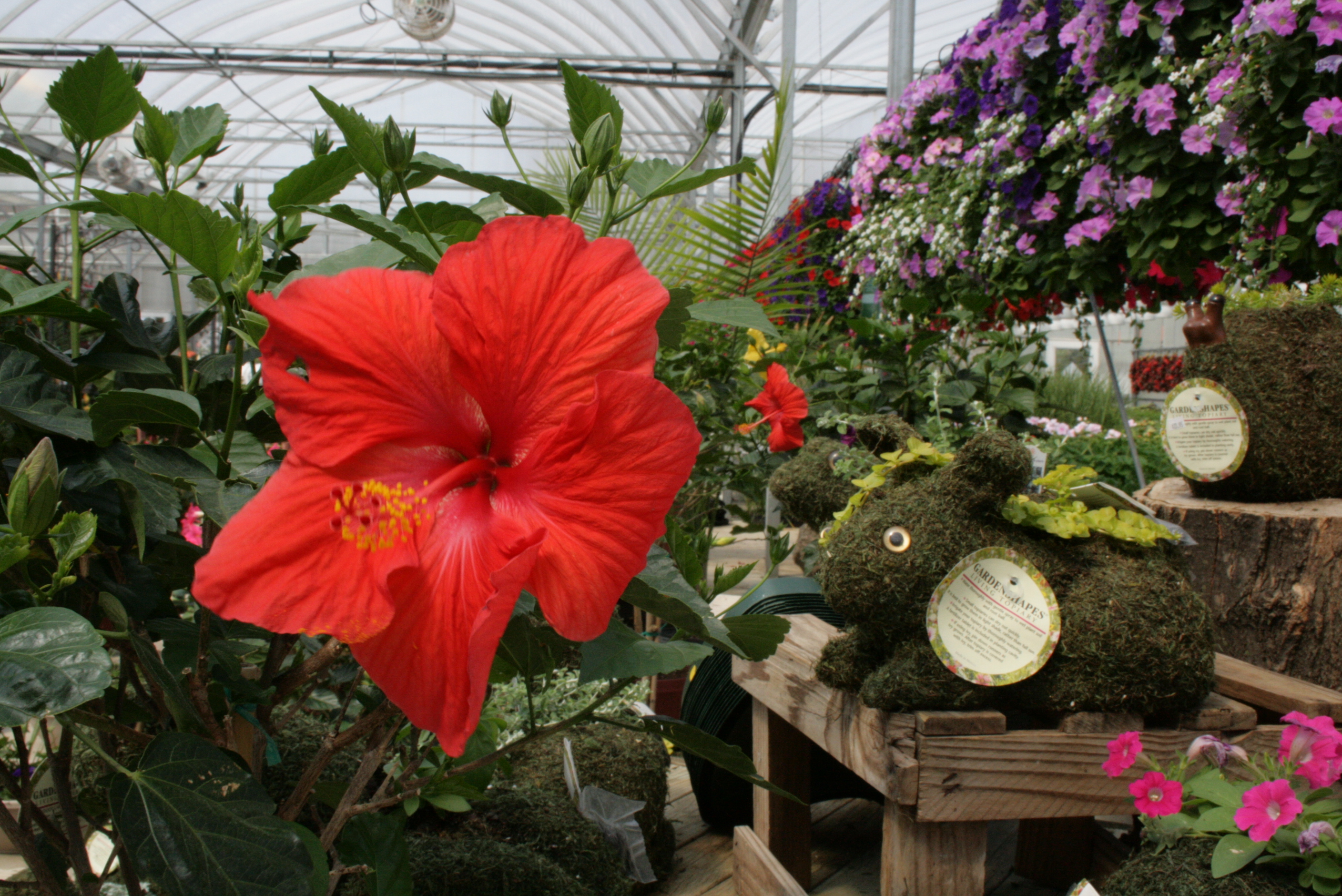hibiscus.gif